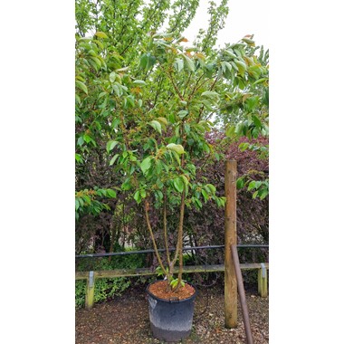 Prunus 'Taihaku' (Multistem CG 300-350 cm Specimen)
